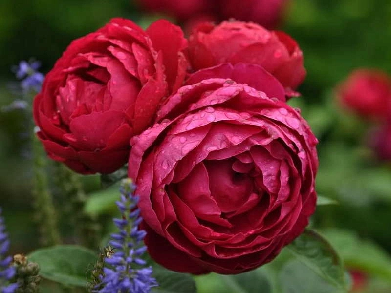 Роза Аскот (Ascot) Роза Аскот (Ascot)